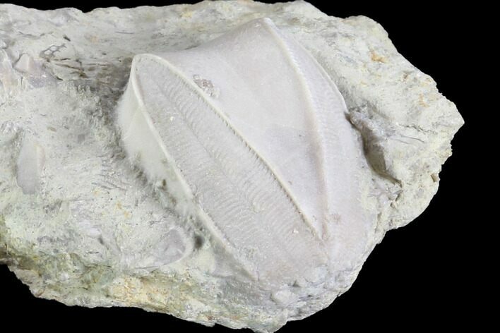 Blastoid (Pentremites) Fossil - Illinois #86461